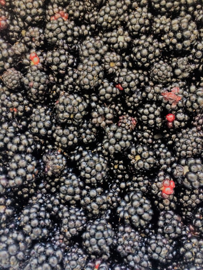 Blackberry Haul