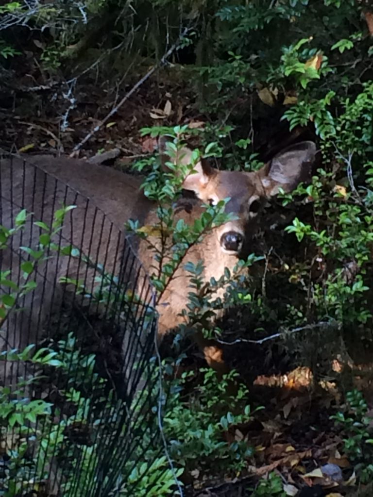 Deer Friend on Harstine Island