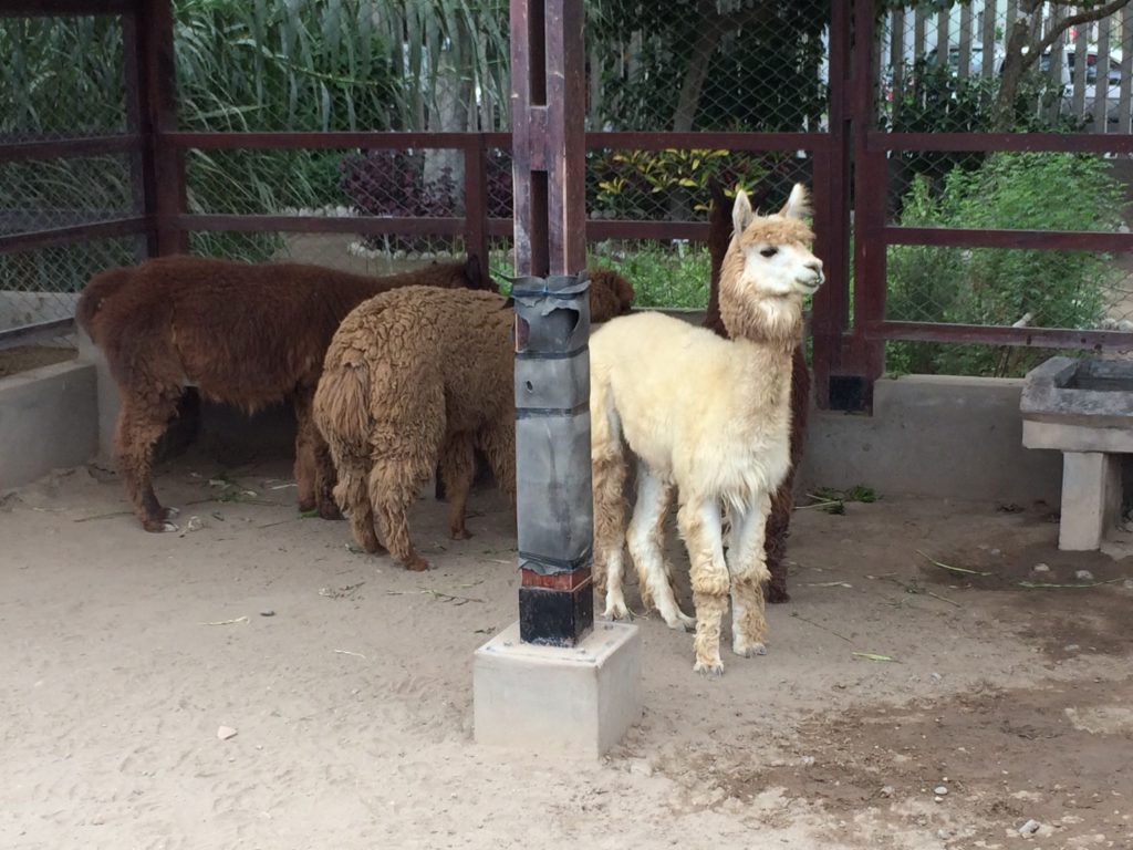 Alpaca