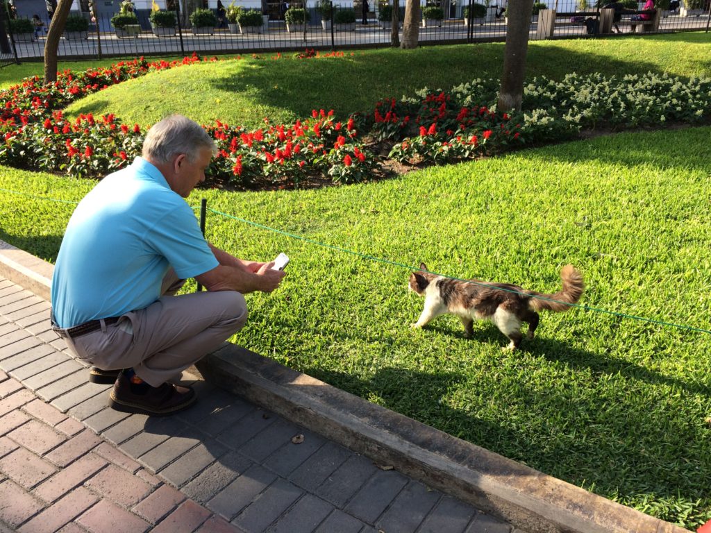 Gato in Kennedy Park, Lima
