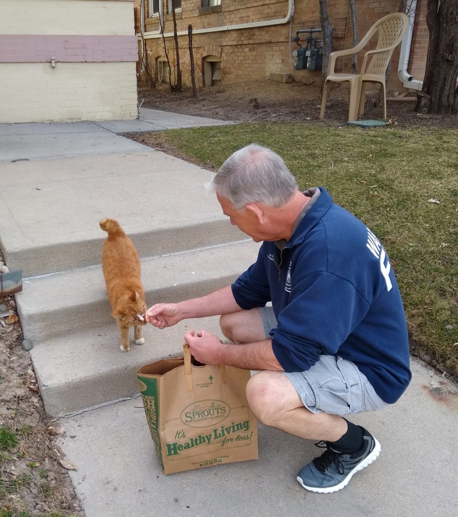 Petting an orange tabby in Denver