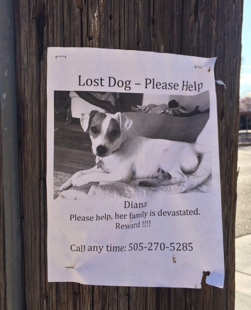 Lost Diana in Albuquerque