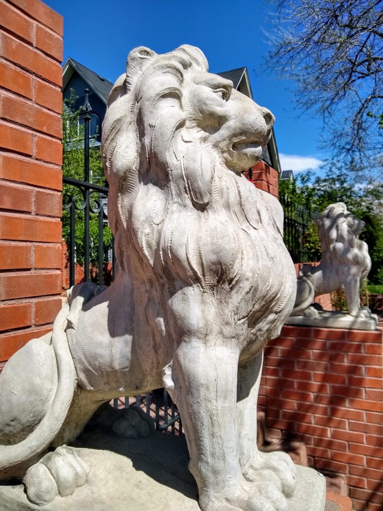 lions, denver lions, city park, capitol hill